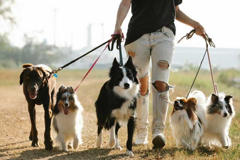 Fosters are in need